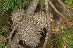 Table mountain pine